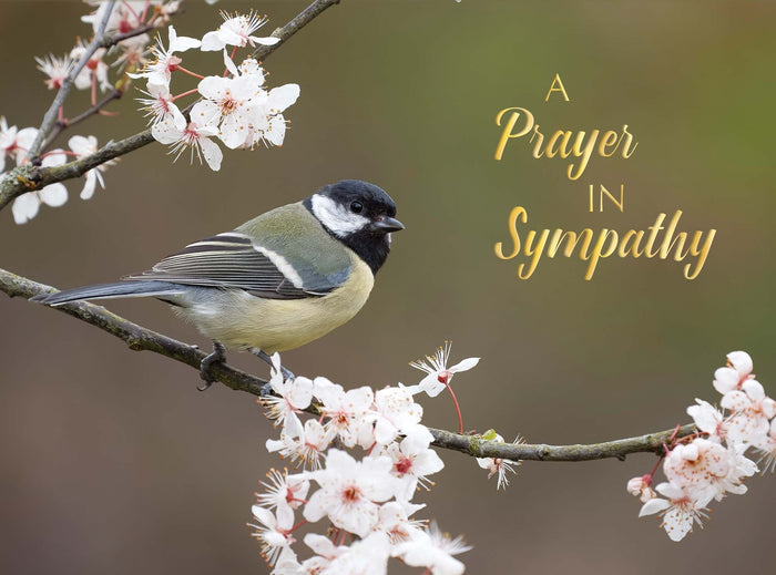 Christian Sympathy Cards by Shared Blessings, Feathers of Faith - 12 Cards