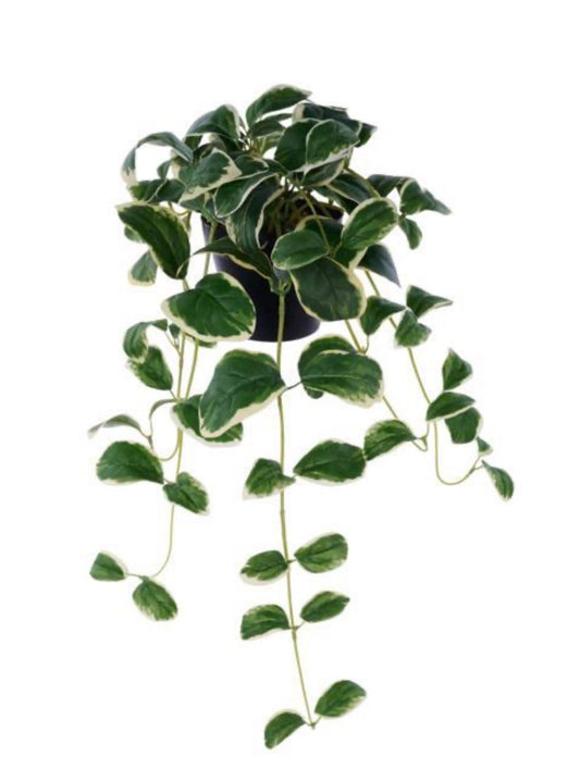 27.5” potted oval leaf bush