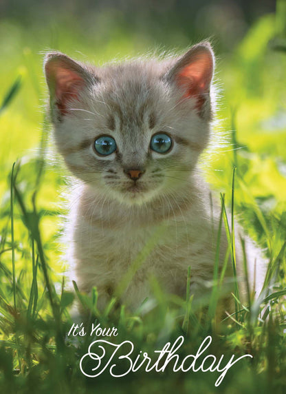 Christian Birthday Cards from Shared Blessings-Puppies and Kittens, Box of 12 Cards and Envelopes