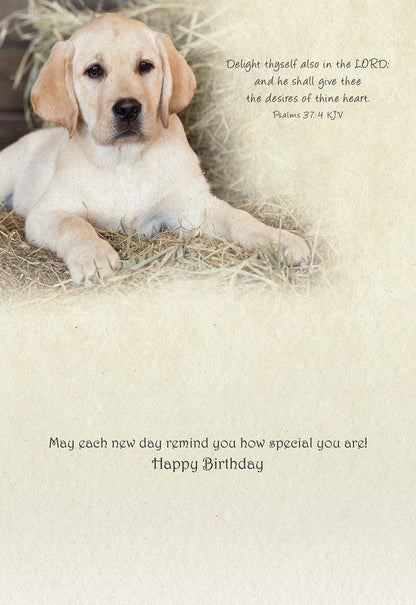Christian Birthday Cards from Shared Blessings-Puppies and Kittens, Box of 12 Cards and Envelopes
