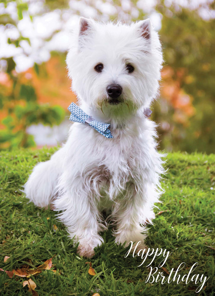 Christian Birthday Cards from Shared Blessings-Puppies and Kittens, Box of 12 Cards and Envelopes