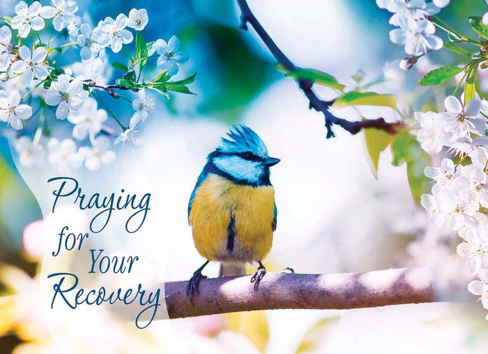 Christian Get Well Cards by Shared Blessings -Thoughts and Prayers - 12 Assorted Get Well Cards