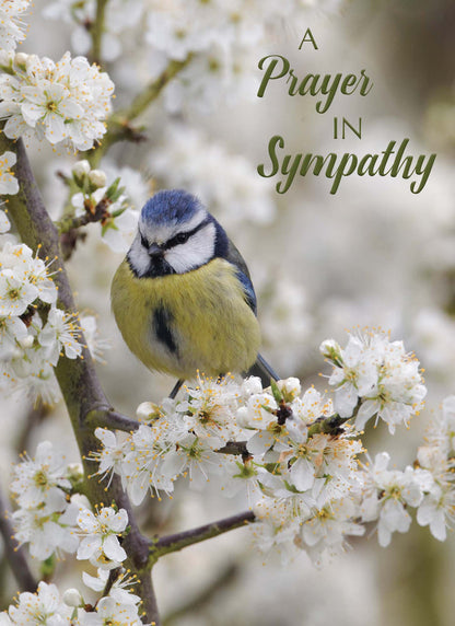 Christian Sympathy Cards by Shared Blessings, Feathers of Faith - 12 Cards