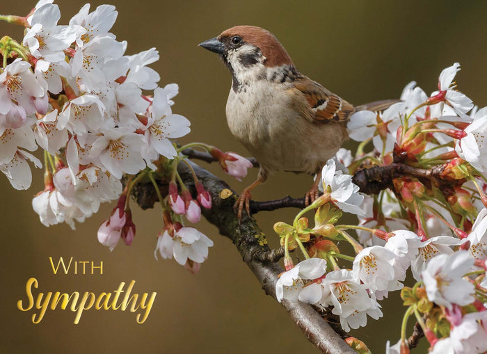 Christian Sympathy Cards by Shared Blessings, Feathers of Faith - 12 Cards